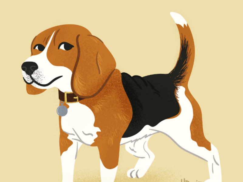 Beagle doggos doggust beagle digitalart illustration