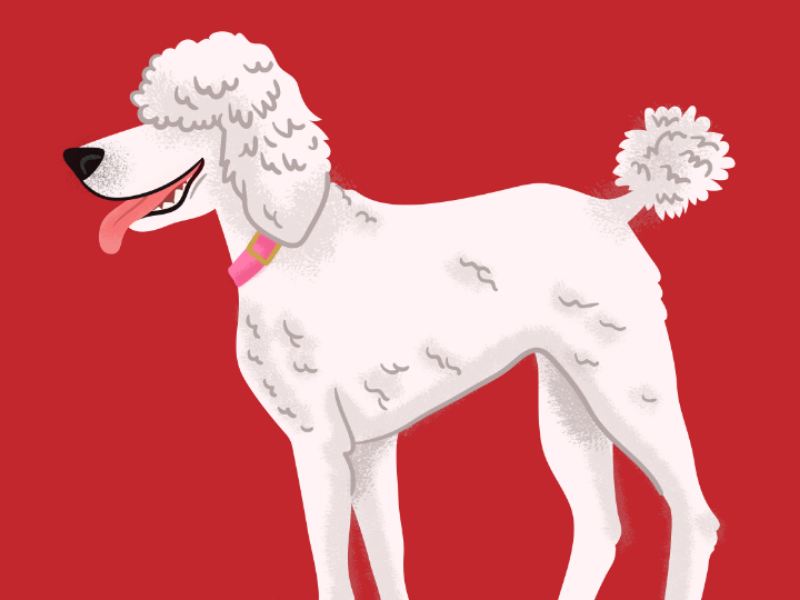Poodle floof dogs doggust poodle digitalart illustration