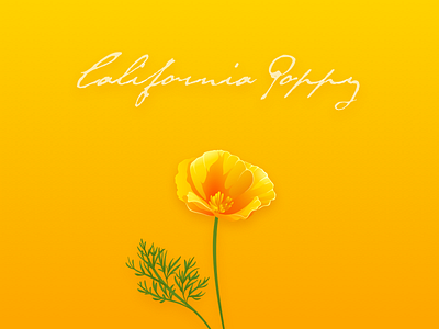 California Poppy