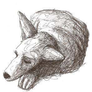 sleeping dog dog drawing sketching