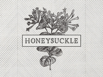 Honeysuckle