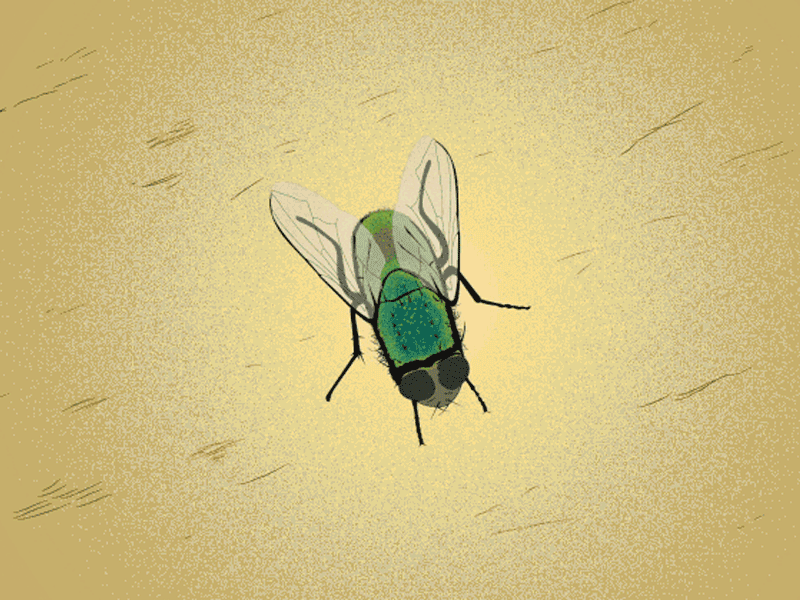Fly animated interview animation fly fly animation fly illustration illustration motion graphics texture yuck