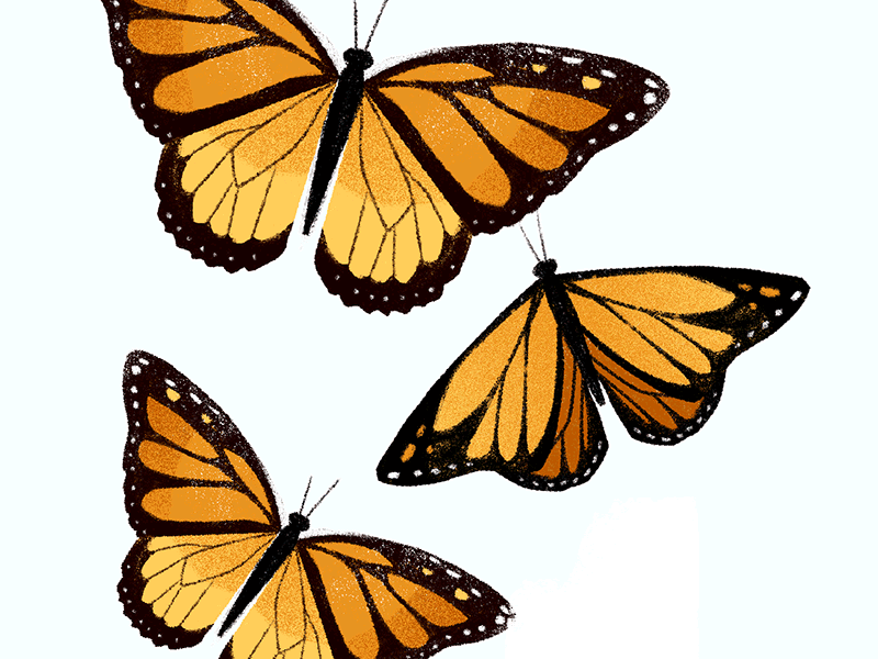 Monarchs .gif animation butterfly illustration nature