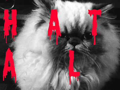 i hate all the things cats poster design