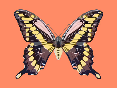 Geometric Butterfly Illustration