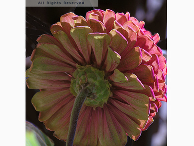 Zinnia