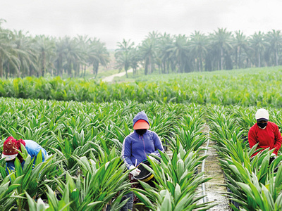 PALM OIL WORKER graphic design logo motion graphics