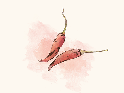 Red Hot! (Thai Chili Peppers) chili chili pepper chili peppers food illustration painting pepper peppers spice spicy thai watercolor