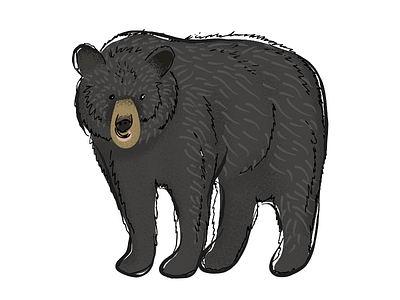 Bear black bear illustration