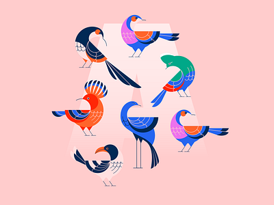Birds of Southern Africa animal bird design iconography illustration vector