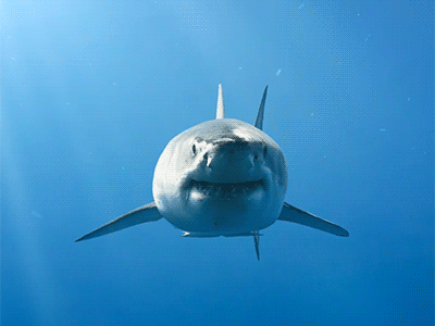 GREAT WHITE SHARK after effect animation attack cinemagraph gif gifs loop ocean photo photoshop shark video