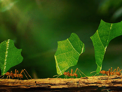 ANTS after effect animation ants cinemagraph design gif gifs loop motion graphics nature photoshop video
