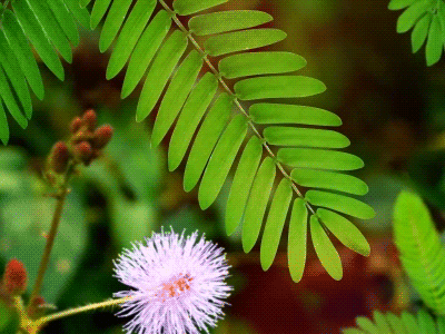 Mimosa after effects animation cinemagraph design gif gifs loop motion graphics nature photo photoshop video