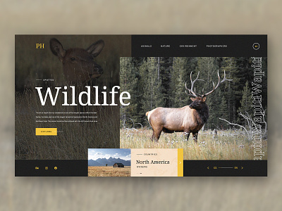 Wildlife america animals elk nature photography ui design wapiti web design wild wildlife yellowstone