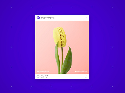 Tulip - Playground Social Media