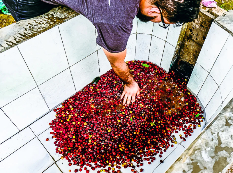 The Best Coffee Beans in Melbourne by Gigante Techniflavour on Dribbble