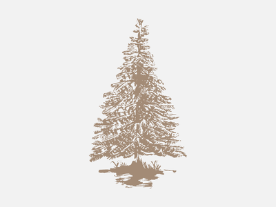 Spruce Tip