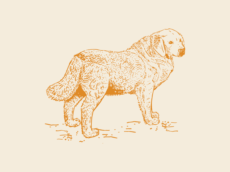 Camille brush pen canine illustration golden retriever dog