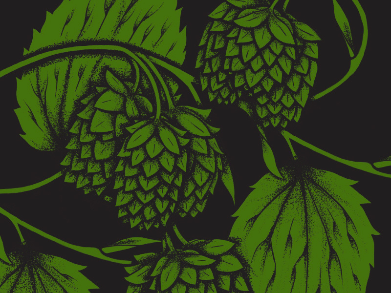 Hops illustration grow beer leaves stipple green nature hops