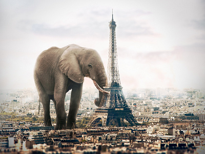 An Elephant In Paris adobe photoshop design digital art graphic design photocomposition photomanipulation photoshop surreal art visual arts