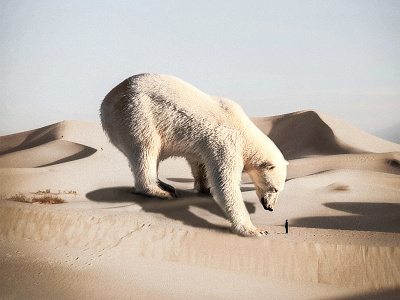 Polar Bear In The Desert adobe photoshop digital art digital art graphic design photocomposition photomanipulation photoshop surreal art visual arts