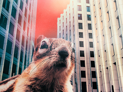 Squirrel in the city digital art graphic design photocomposition photomanipulation photoshop surreal art visual arts
