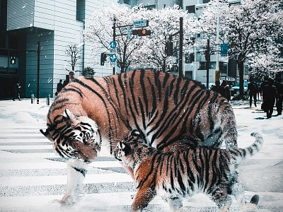 Tigers In The City adobe photoshop design digital art digital art graphic design photocomposition photomanipulation photoshop surreal art surreal art visual arts