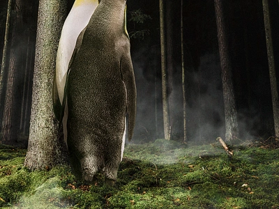 Pinguins In The Forest adobe photoshop design digital art digital art graphic design photocomposition photomanipulation photoshop surreal art surreal art visual arts