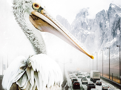 Pelican on the road