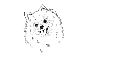 Pomeranian Puppy design graphic design illustration