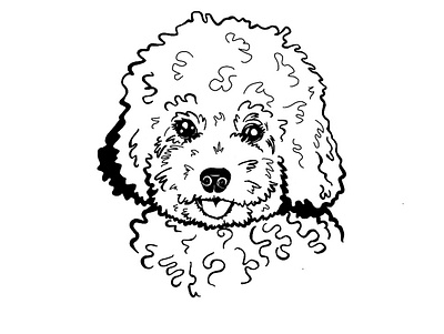 Poodle Puppy