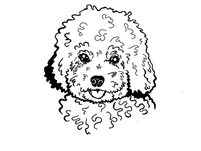 Poodle Puppy