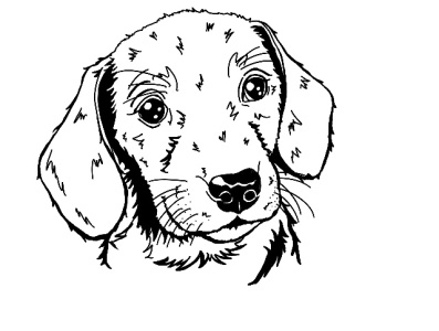 Dachshund Puppy design graphic design illustration