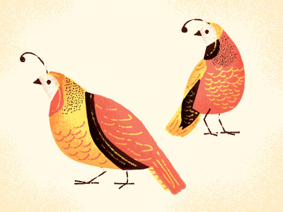 A Couple o' Quails bird brownish illustration orange pink quail yellow