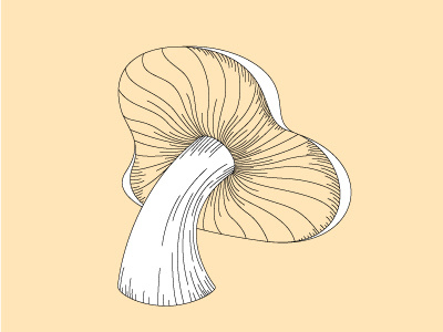 Cantharellus Cibarius