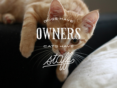 Dogs have owners, cats have staff cats distressed dogs handlettering lettering logo stamp texture typography used vintage
