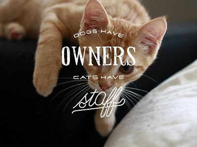 Dogs have owners, cats have staff