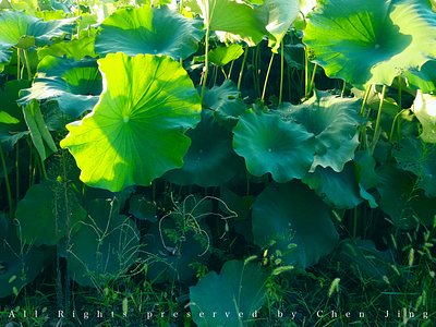 The summer china green photography summer waterlili