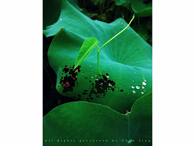 The summer green nature summer water spinach waterlili