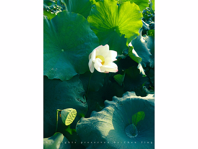 Lotus flowers green leaf lotus summer