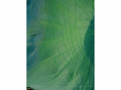 Trace of the dew dew green leaf lotus morning photography trace