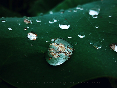 Dews dew leaf lotus photography rain