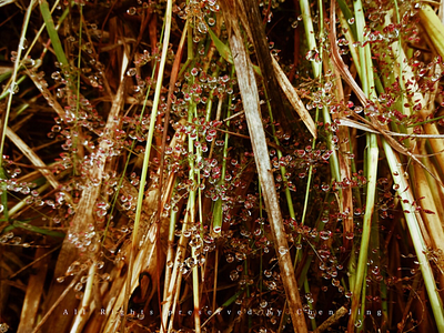 Dews among the grasses