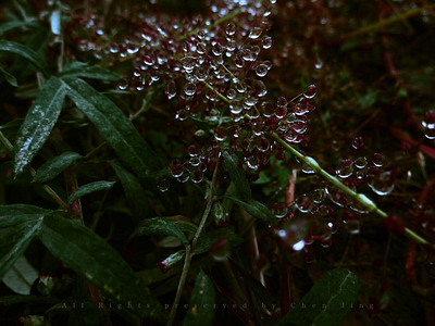 Dews and Rains