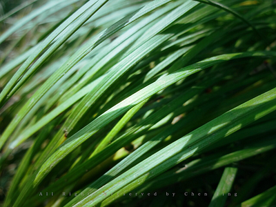 The green waterfall grass green nature photography waterfall