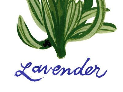 lavender botanical illustration gouache illustration lavender