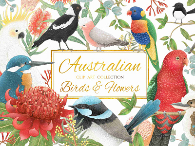 "Australian Birds & Flowers" clip art collection australian design birds clip art graphic designs graphics illustration