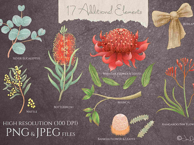 "Australian Birds & Flowers" clip art collection australia australian design clip art flowers graphic designs graphics illustration