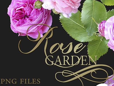 Rose Garden lavenda font photoshop rosegarden roses stock photo stock photos