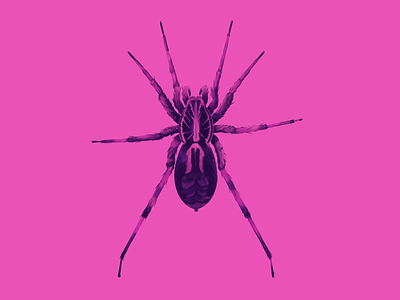 Wolf Spider color exploration crawly creepy detail details digital illustration drawing fuzzy fuzzy buddy halloween illustration ipad pro pink purple series spider spooky wolf spider women who draw